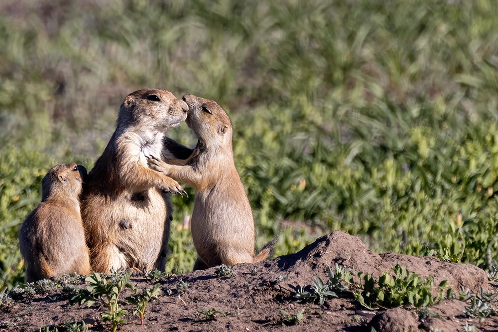 Prairie dog family in Theodore Roosevelt National Park, North Dakota, USA.